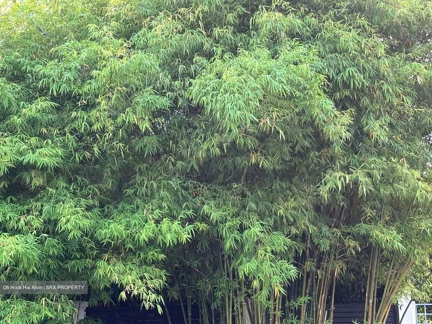 Sembawang Hills Estate (D20), Semi-Detached #593987491
